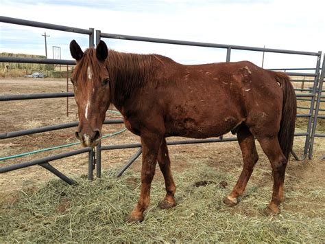 When he arrived at Days End Farm Horse Rescue (DEFHR) in Woodbine, Maryland, in January 2021, he was emaciated, had dermatitis across his topline, and was caked in mud from the midline down. . Horses for adoption in memphis